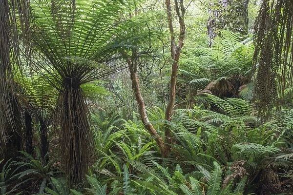 Ferns growing in temperate rainforest, Purakaunui, near Owaka, Catlins Conservation Area