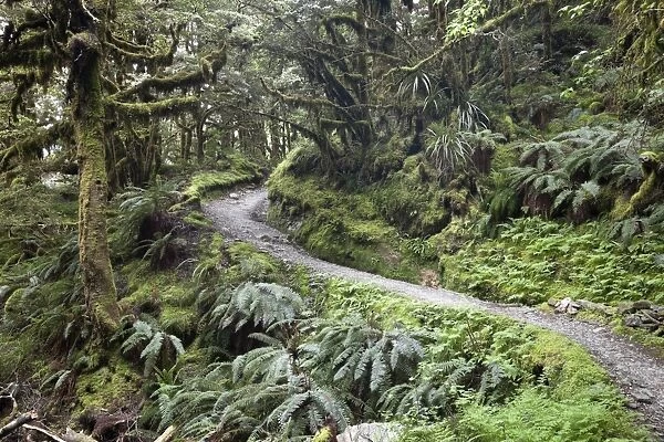 Ferns and moss in forest near Lake Mackenzie, Routeburn Track, Fiordland National Park, UNESCO World Heritage Site, South Island, New Zealand, Pacific