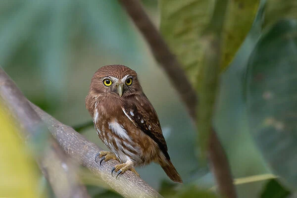 Ferruginous Pygmy-Owl (Glaucidium brasilianum), Serra da Canastra National Park, Minas Gerais, Brazil, South America