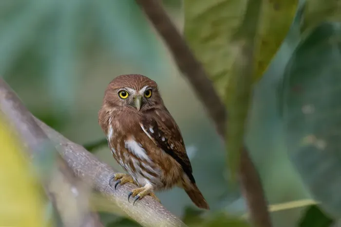 Framed Print : Ferruginous Pygmy-Owl (Glaucidium brasilianum), Serra da Canastra National Park, Minas Gerais, Brazil, South America Framed Print : Ferruginous Pygmy-Owl (Glaucidium brasilianum), Serra da Canastra National Park, Minas Gerais, Brazil, South America