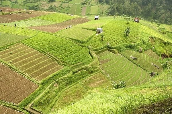Fertile carefully tended smallholdings full of vegetables covering the sloping hills in central Java, Surakarta district, Java, Indonesia, Southeast Asia, Asia