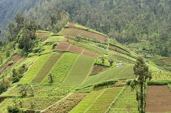 Fertile hills in central Java covered with tiny smallholdings growing vegetables, higher forested hills in the distance, Java, Indonesia, Southeast Asia, Asia