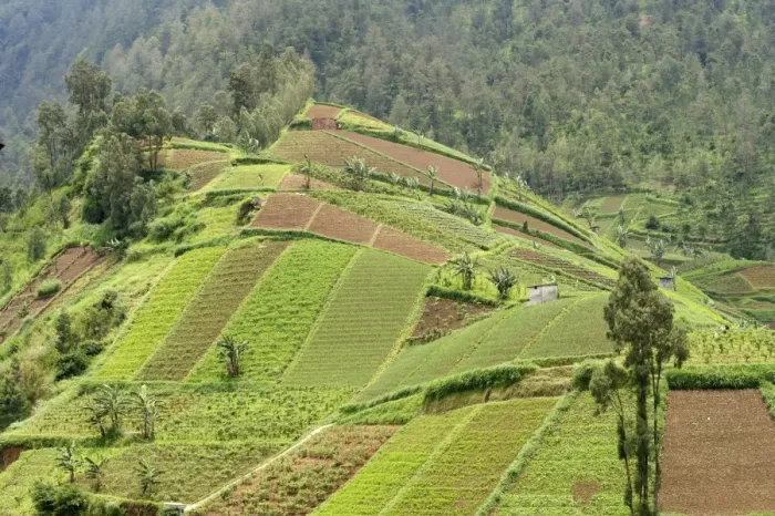 Framed Print : Fertile hills in central Java covered with tiny smallholdings growing vegetables, higher forested hills in the distance, Java, Indonesia, Southeast Asia, Asia Framed Print : Fertile hills in central Java covered with tiny smallholdings growing vegetables, higher forested hills in the distance, Java, Indonesia, Southeast Asia, Asia