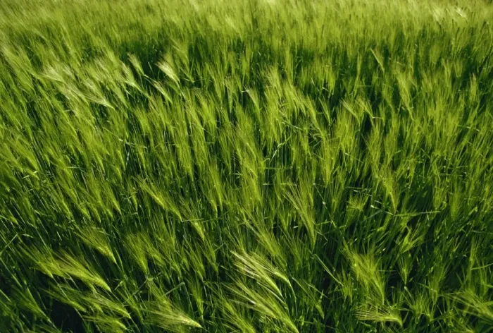 Framed Print : Field of barley, England, United Kingdom, Europe Framed Print : Field of barley, England, United Kingdom, Europe