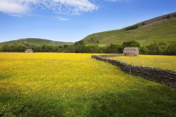 Field barns and buttercup meadows at Muker, Swaledale, Yorkshire Dales, Yorkshire, England, United Kingdom, Europe