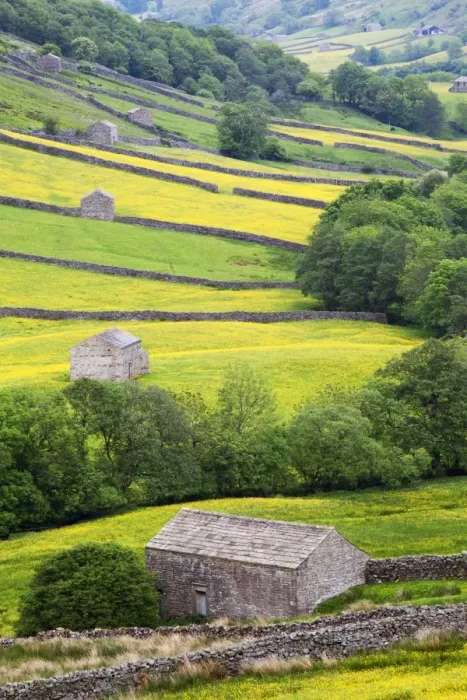 Framed Print : Field barns in buttercup meadows near Thwaite in Swaledale, Yorkshire Dales, Yorkshire, England, United Kingdom, Europe Framed Print : Field barns in buttercup meadows near Thwaite in Swaledale, Yorkshire Dales, Yorkshire, England, United Kingdom, Europe