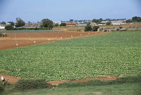 Field of broccoli, market garden, Werribee, Victoria, Australia, Pacific