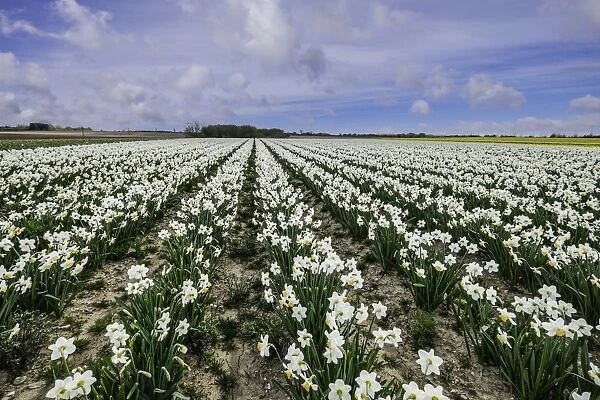 A field of daffodils in bloom, Norfolk, England, United Kingdom, Europe