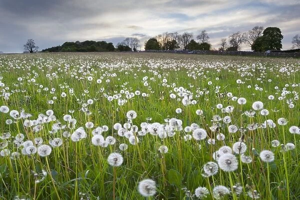 Field of dandelion seedheads near Stow on the Wold, Gloucestershire, Cotswolds