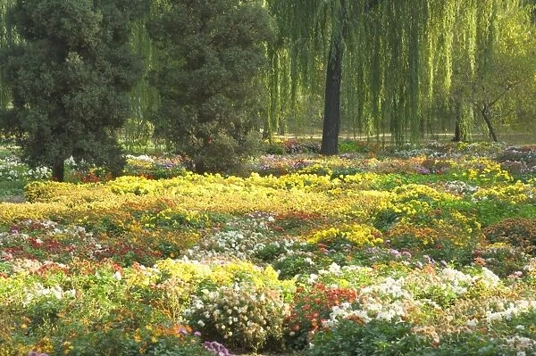 Field of flowers, Yiheyuan (Summer Palace), Beijing, China, Asia