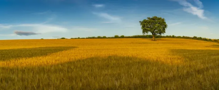 Framed Print : Field of golden barley and single tree, Glapwell, Chesterfield, Derbyshire, England Framed Print : Field of golden barley and single tree, Glapwell, Chesterfield, Derbyshire, England