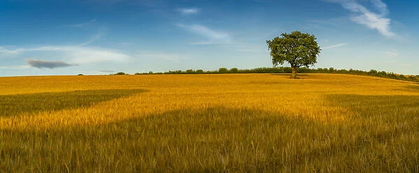 Field of golden barley and single tree, Glapwell, Chesterfield, Derbyshire, England