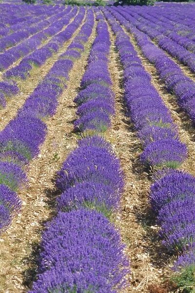 Field of lavender in flower, Sault, Vaucluse, Provence, France, Europe