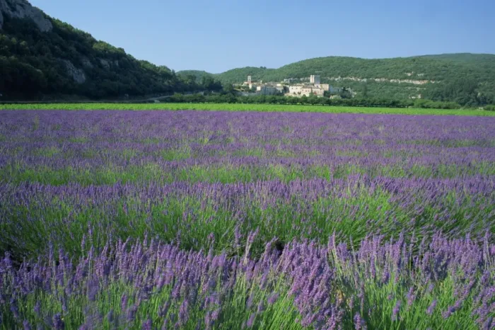 Framed Print : Field of lavender and village of Montclus in distance, Gard, Languedoc-Roussillon Framed Print : Field of lavender and village of Montclus in distance, Gard, Languedoc-Roussillon