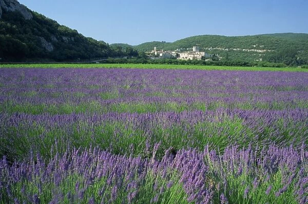 Field of lavender and village of Montclus in distance, Gard, Languedoc-Roussillon