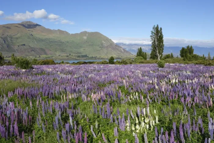 Framed Print : Field of lupins beside lake along Beacon Point Road, Wanaka, Otago, South Island, New Zealand, Pacific