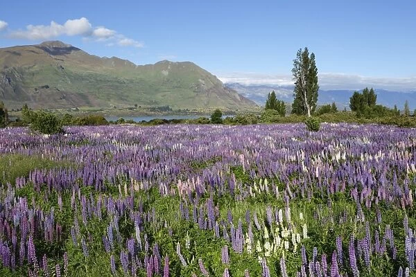 Field of lupins beside lake along Beacon Point Road, Wanaka, Otago, South Island, New Zealand, Pacific
