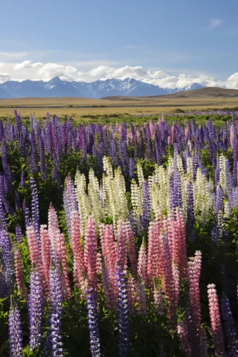 Framed Print : Field of lupins with Southern Alps behind, near Lake Tekapo, Canterbury region, South Island, New Zealand, Pacific Framed Print : Field of lupins with Southern Alps behind, near Lake Tekapo, Canterbury region, South Island, New Zealand, Pacific
