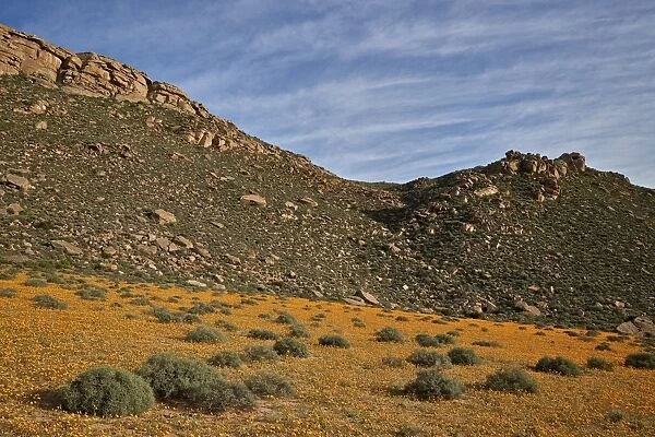 Field of Namaqualand daisy (Jakkalsblom) (Dimorphotheca sinuata), Namakwa, Namaqualand