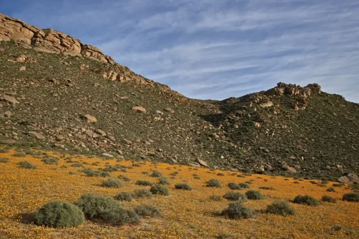 Framed Print : Field of Namaqualand daisy (Jakkalsblom) (Dimorphotheca sinuata), Namakwa, Namaqualand Framed Print : Field of Namaqualand daisy (Jakkalsblom) (Dimorphotheca sinuata), Namakwa, Namaqualand