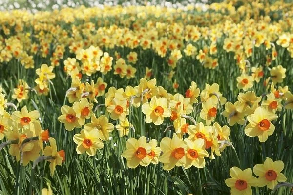 Field of narcissi, Mainau Island in spring, Lake Constance, Baden-Wurttemberg, Germany
