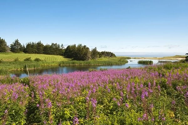 Field near Lakeville, Prince Edward Island, Canada, North America