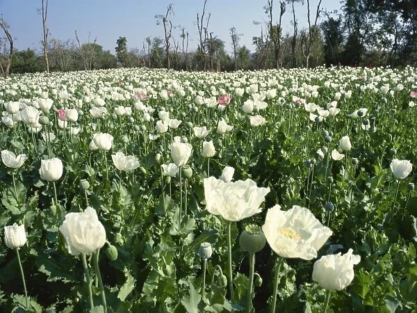 Field of opium poppies, grown under licence, near Chittorgarh, Rajasthan, India, Asia