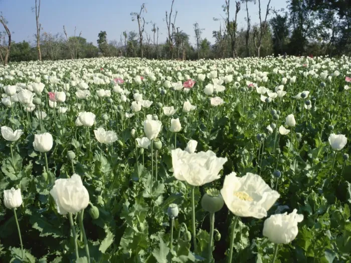 Framed Print : Field of opium poppies, grown under licence, near Chittorgarh, Rajasthan, India, Asia Framed Print : Field of opium poppies, grown under licence, near Chittorgarh, Rajasthan, India, Asia