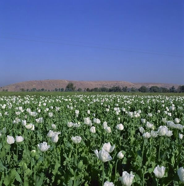 Field of opium poppies, Rajasthan, India, Asia