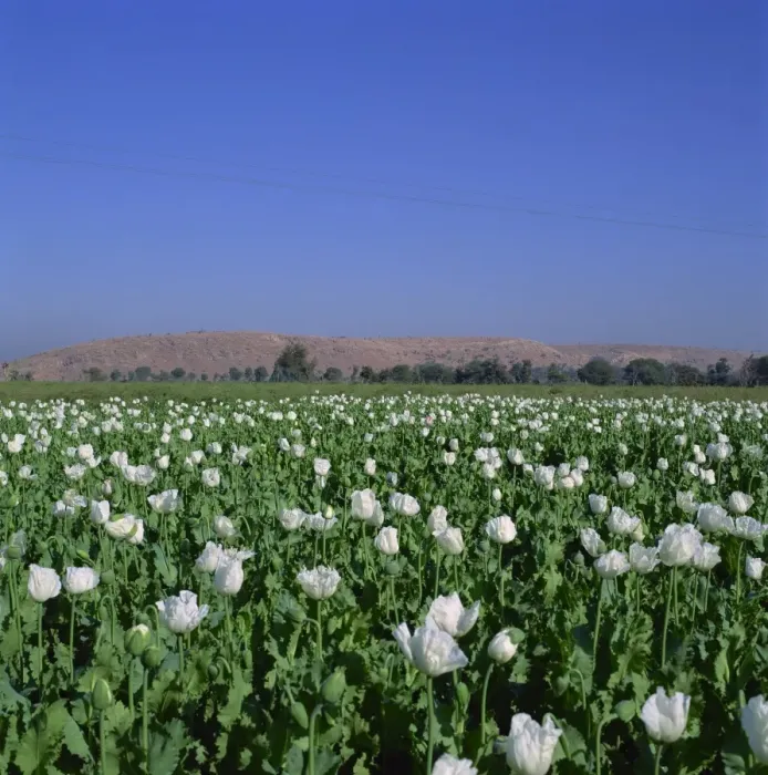 Framed Print : Field of opium poppies, Rajasthan, India, Asia Framed Print : Field of opium poppies, Rajasthan, India, Asia