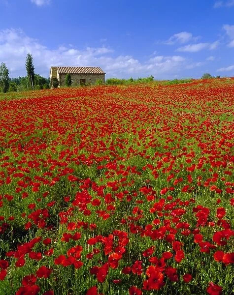 Field of poppies and barn