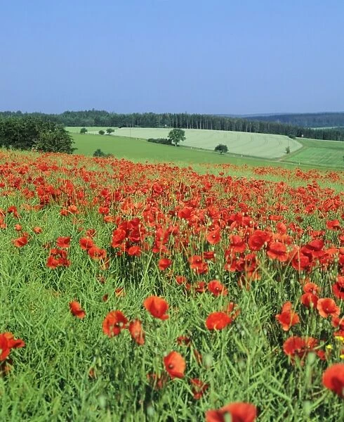 Field of poppies, Neresheim, Swabian Alb, Baden Wurttemberg, Germany, Europe