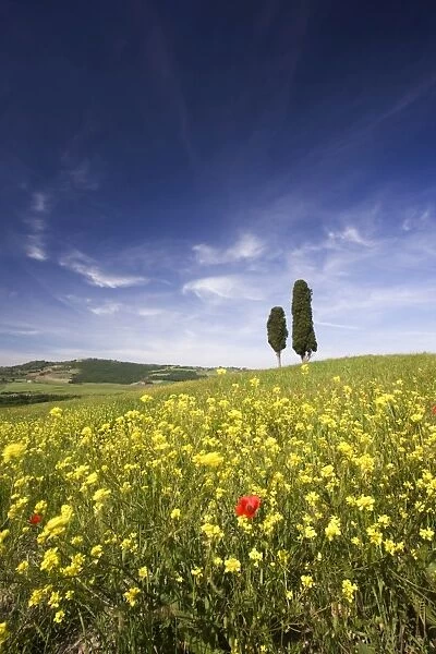 Field of poppies and oil seed with two cypress trees on brow of hill, near Pienza