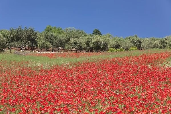Field of poppies and olive trees, Valle d Itria, Bari district, Puglia, Italy, Europe