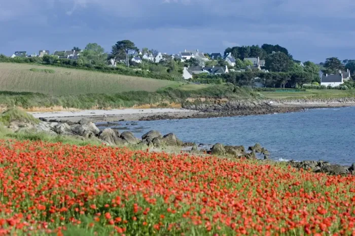 Framed Print : Field of poppies, Saint Sanson en Plouganou, North Finistere, Brittany, France, Europe Framed Print : Field of poppies, Saint Sanson en Plouganou, North Finistere, Brittany, France, Europe