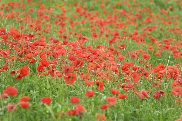 Field of poppies Val d Orcia, Province Siena, Tuscany, Italy, Europe
