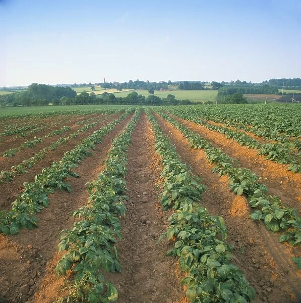 Field of potatoes, growing on sandstone soil, Warwickshire, England, United Kingdom