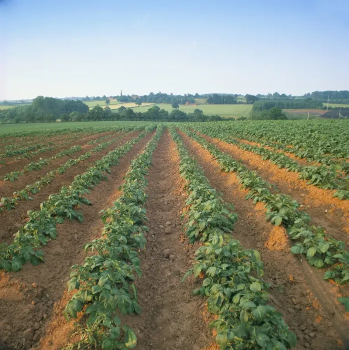Framed Print : Field of potatoes, growing on sandstone soil, Warwickshire, England, United Kingdom Framed Print : Field of potatoes, growing on sandstone soil, Warwickshire, England, United Kingdom