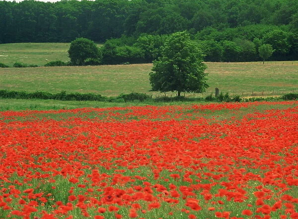 A field of red poppies in an agricultural landscape near Sancerre, Cher