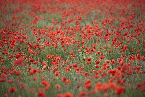 Field of red poppies, Chipping Campden, Cotswolds, Gloucestershire, England, United Kingdom