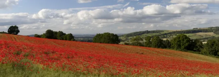 Framed Print : Field of red poppies, near Winchcombe, Cotswolds, Gloucestershire, England, United Kingdom