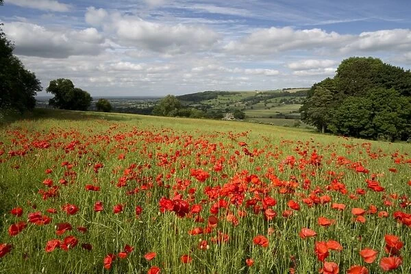 Field of red poppies, near Winchcombe, Cotswolds, Gloucestershire, England, United Kingdom