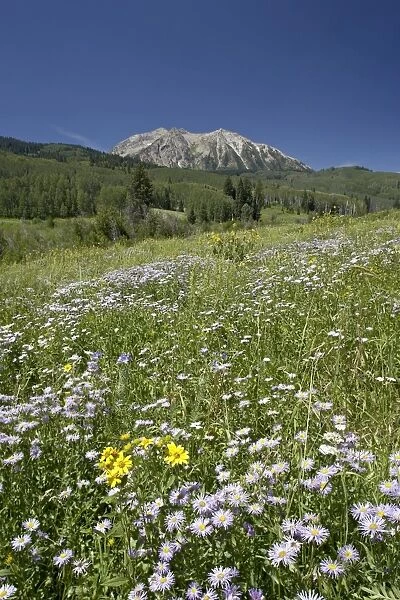 Field of showy daisy (Erigeron speciosus), Grand Mesa-Uncompahgre-Gunnison National Forest