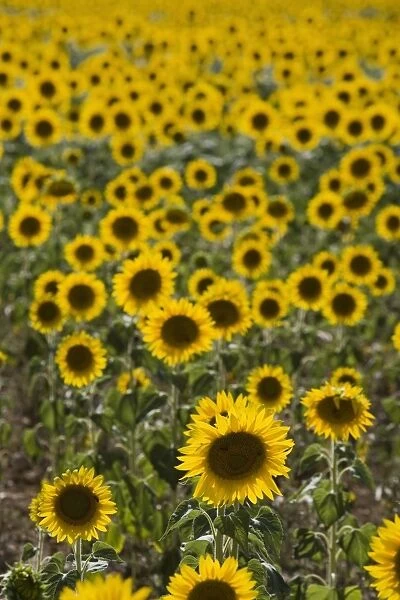 Field of sunflowers in full bloom, Languedoc, France, Europe