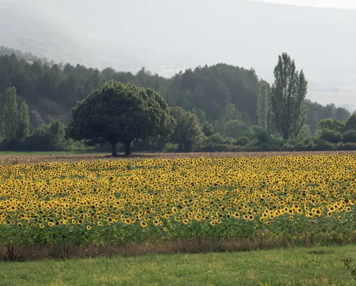 Framed Print : Field of sunflowers near Ferrassieres, Drome, Rhone Alpes, France, Europe Framed Print : Field of sunflowers near Ferrassieres, Drome, Rhone Alpes, France, Europe