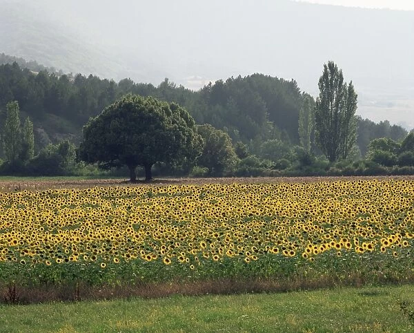 Field of sunflowers near Ferrassieres, Drome, Rhone Alpes, France, Europe