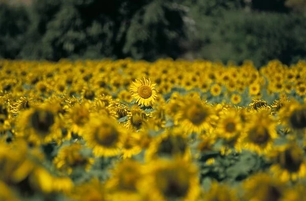 Field of sunflowers near Priene