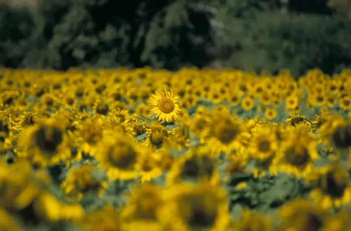 Framed Print : Field of sunflowers near Priene Framed Print : Field of sunflowers near Priene