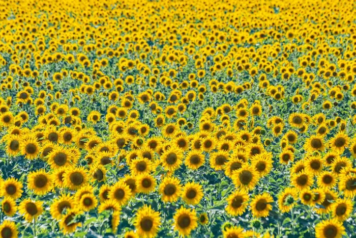 Framed Print : Field of sunflowers, Orenburg Oblast, Russia, Europe