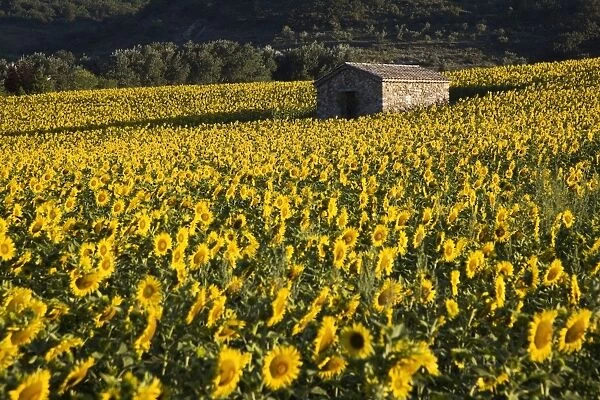 Field of sunflowers, Provence, France, Europe